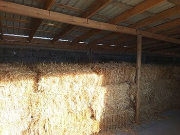 собаки рынок в бишкеке цены: Продается солома ячменная — 2