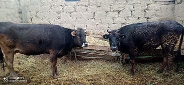 бычок тёлка: Продаю | Бык (самец) | На откорм — 3