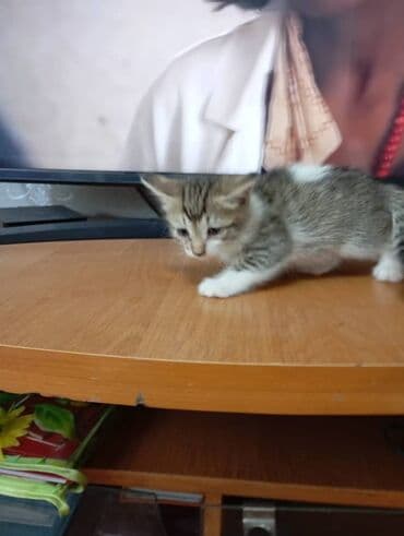 щенок даром: Кошка даром: Беспородная, Мальчик — 3