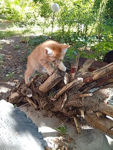 Кошки: Кошка даром: Беспородная, Мальчик, Приучена к лотку — 5