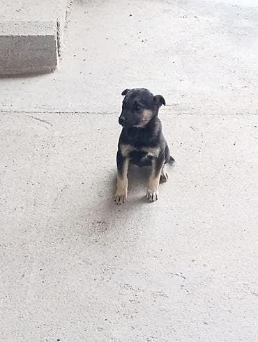 Аквариумдар: Щенок, короткошёрстный, окраса черный с подпалом (рыжевато-песочные — 1