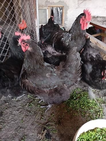 цена цыплят: Продаю курей Джерси гигант.цена договорная — 3