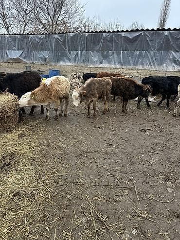 собака бультерьер: Продаю | Бык (самец) | Для разведения — 3