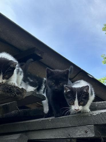 котенок даром: Кошка даром: Беспородная, 2 месяца, Девочка, Метис — 5