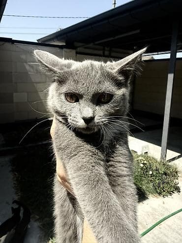 хочу котёнка: Котята - Описание: два очаровательных котёнка домашнего разведения. - — 2