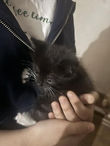кошки маленькие: Котёнок, черно-белый (окрас «токсидо») - Возраст на вид: совсем — 3