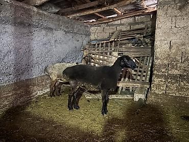 Продаю | Овца (самка) | На забой at lalafo.kg Продаю | Овца (самка) | На забой