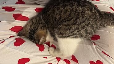 Услуги ветеринара: Кошка даром: Беспородная, 4 месяца, Мальчик — 1