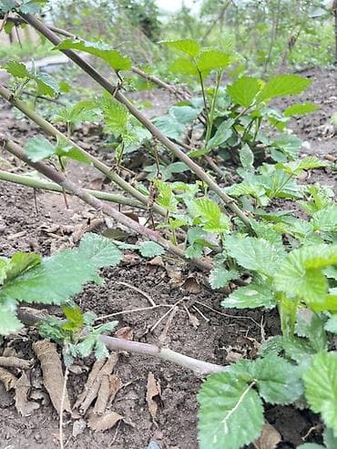 цветочный салон: Ежемалина кочоттору сатылат
Сорт: (Лох Нес) — 2