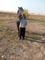 купить собаку немецкую овчарку: Продаю | Кобыла (самка), Жеребенок | Полукровка | Для разведения, Рабочий, Конный спорт | Племенные — 2