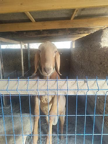 талас дакан: Продаю | Баран (самец) | Арашан | Для разведения | Осеменитель — 5