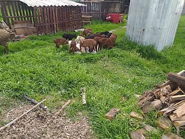 ит атаар: А/ч жаныбарларын сатып алам — 6