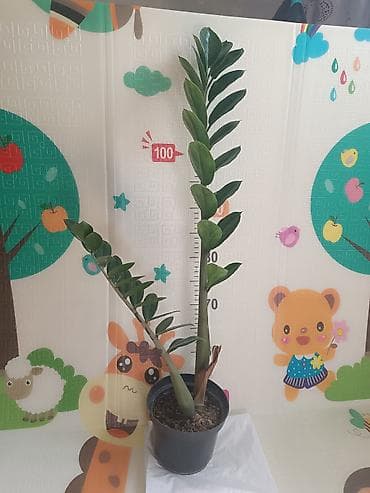 Комнатные растения в горшках: 1) Замиокулькас (Zamioculcas