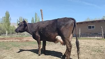 матки пчел: Продаю | Корова (самка) | Алатауская | Для молока | После отела — 1