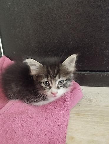 отдам даром котенка бишкек: Беспородная, 1 месяц, Мальчик, Проглистована — 1