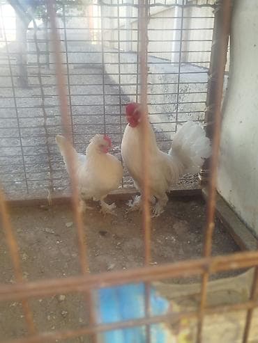 тез арада: Карлик пара сатылат алмашу жолдору бар домашний тооко алмашам адрес — 1