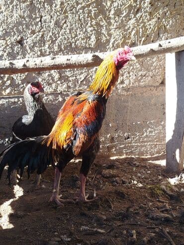 корова обмен на авто: Продаю | Куры — 6