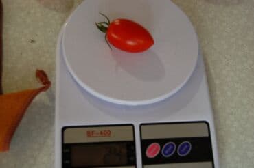 разнорабочий в бишкеке: Ищу бизнес партнера, инвестора, для выращивания овощей (открытый — 27