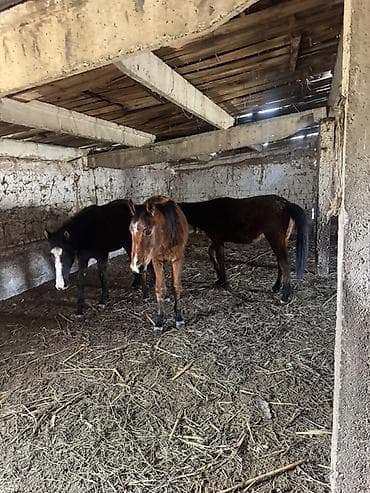 дончак тай: Продаю | Жеребенок | Для разведения, Рабочий — 2