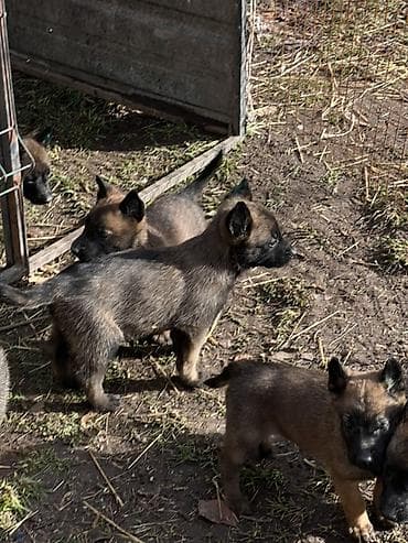 русская голубая кошка бишкек: Щенки Бельгийский овчарки - Порода по типу — короткошёрстные — 3