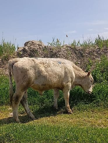 айрширская корова купить: Продаю | Бык (самец) | Аулиекольская | На откорм | Племенные — 3