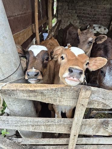 дрожжи кормовые купить: Продаю | Музоо, торпок | Полукровка | На откорм | Племенные — 1