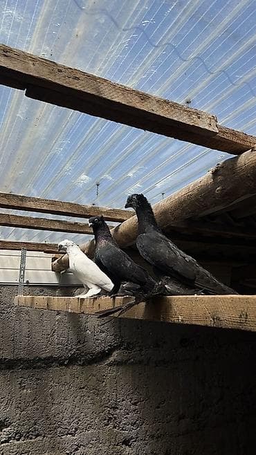 куры карлик: Срочно продам хороший голубей родителей и один Пискун белоголовый — 1
