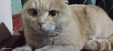 мышык сатылат: Порода: шотландская вислоухая (скоттиш-фолд), окрас — 1