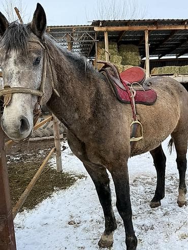 продаю охотничий собаку дратхар: Продаю | Жеребец — 3