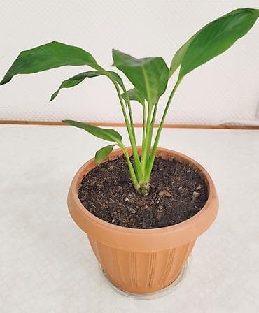 Спатифиллюм, женское счастье, большой Обильно цветущий- большой at lalafo.kg Спатифиллюм, женское счастье, большой Обильно цветущий- большой