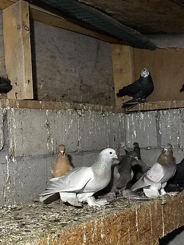 сколько стоят попугаи волнистые: Породистые декоративные голуби с оперёнными лапами (космачи) — 4