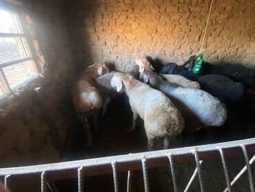 сколько стоит корова дойная: Продаю | Баран (самец) — 10