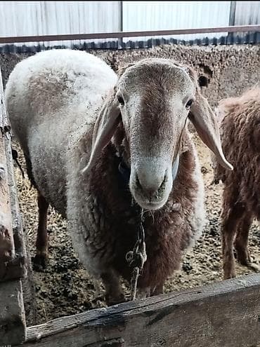 Продаю | Баран (самец) | Арашан | Для разведения | Осеменитель