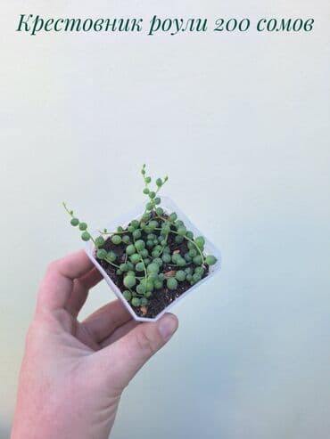 покупка деревьев: ● Комнатные растения (укоренённые черенки, молодые растения, взрослые — 2