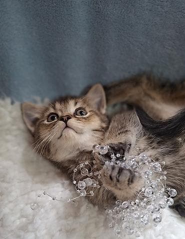 донской сфинкс котята: Скотиш Страйт (Шотландская прямоухая), 2 месяца, Мальчик, Проглистована, Приучена к лотку — 7