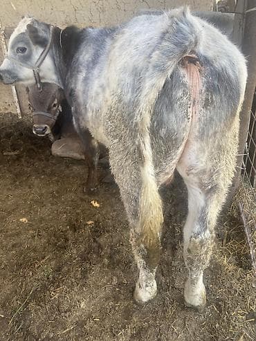 Продаю | Бык (самец) | Привязанные — 2