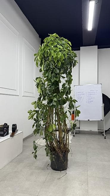 Крупномерая лиана/дерево в горшке (вероятно шефлера, Schefflera — 1