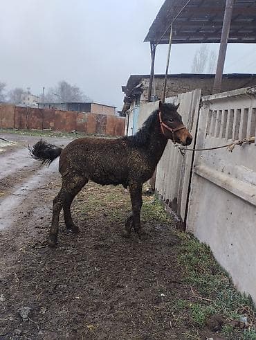 романовский порода: Продаю | Жеребец | Полукровка | Рабочий | Племенные — 3