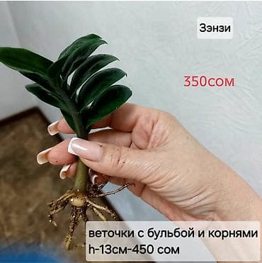 деревия: Продаю укорененные листики с хорошей бульбой и корнями -замиокулькас — 4