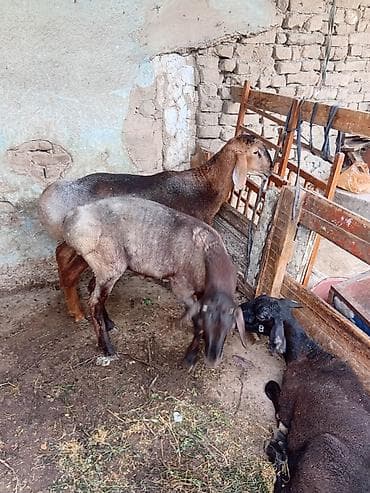 као мани: Продаю | Баран (самец) — 1