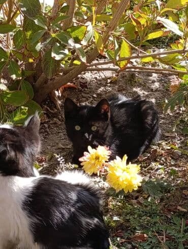 новорожденные котята: 🐾 Очаровательные котята ищут добрые руки! Наша кошка снова стала — 8