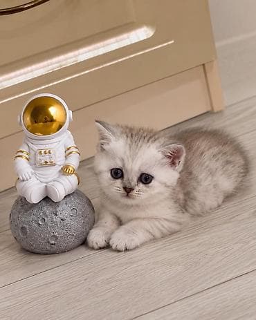 черные коты: Скотиш Страйт (Шотландская прямоухая), 2 месяца, Мальчик, Серебристая шиншилла, Приучена к лотку, Проглистована, С прививками — 1