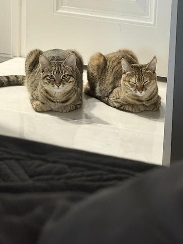 Животные: Отдам даром котят( сестры 🐈) желательно чтобы забрали их вместе к — 2