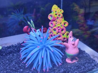 аквариумная рыбка: Новый аквариум. Объём 5 л. Хороший подарок детишкам — 2