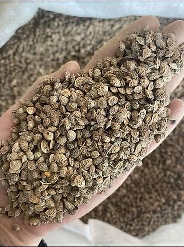 горошек: Эспарцет,Арпа,Сулуу Сапатту уронду бизден тапсаздар болот🫱🏼‍🫲🏾 — 4