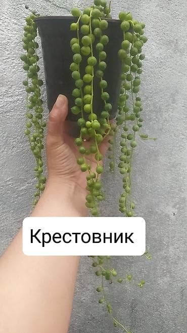 вырасти сад купить петов: Продаю цветы — 4