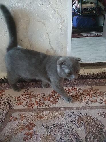 карликовые кохи: Шотландские кошки (скоттиш-фолд/скоттиш-страйт). - Окрас: один кот — 3