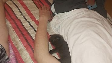 котята: Котята домашние отдам хорошие руки бесплатно. с доставкой. - — 6