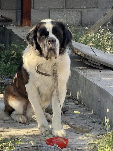 Продажа собак: Сенбернар, кобель крупного формата. - Тип шерсти: густая, длинная — 1