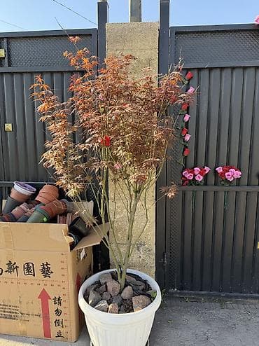 сла: Саженцы — 5